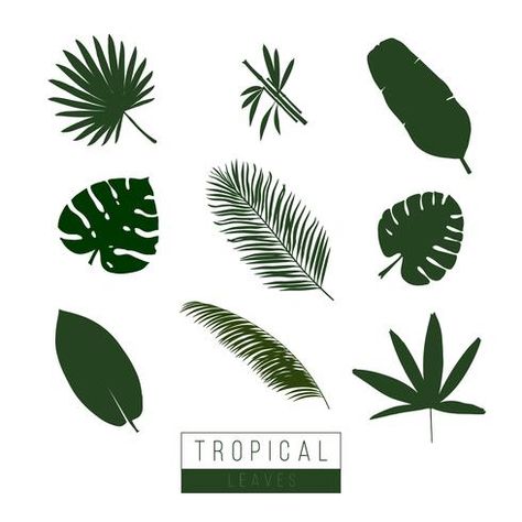 Vector tropical leaves isolate on white. Giant Butterfly Decorations, Leaf Illustrations, Giant Butterfly, Leaf Illustration, Contour Drawing, Leaves Vector, Leaf Logo, Butterfly Decorations, Free Vector Graphics