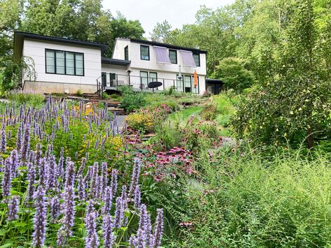 Planting In Containers, Ecological Succession, Anise Hyssop, Massachusetts Home, Lawn Design, Meadow Garden, Landscape Designer, Lawn And Landscape, Front Lawn