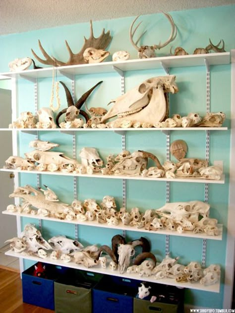 someday, I will have a fancy bone collection... someday.. Bone Collection Aesthetic, Bone Identification, Bone Collecting, Bones Collection, Bone Decor, Oddities Collection, Skull Collection, Animal Skeletons, Taxidermy Art