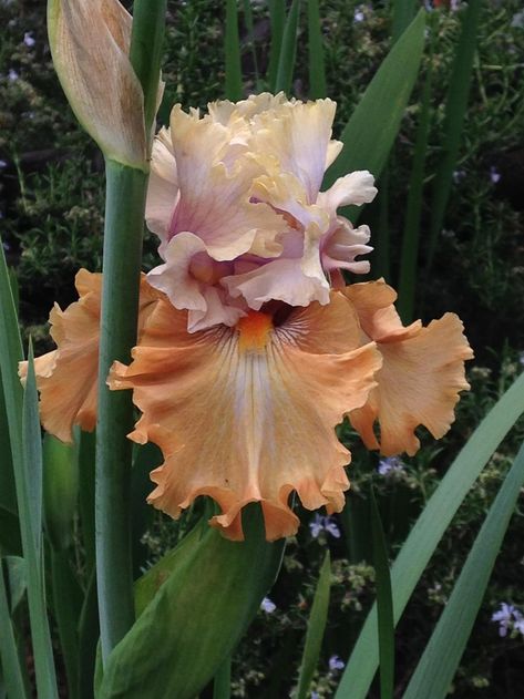 Magpie Nest, Color Characters, Reception Tablescapes, Tall Bearded Iris, Iris Garden, Cut Flower Garden, Mediterranean Garden, Favorite Flower, Bearded Iris