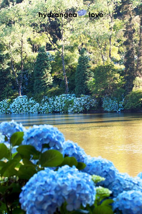 Imagine a lake surrounded by hydrangeas! Blue hydrangeas at that! Hydrangeas Blue, Lush Backyard, Sustainable Tips, Backyard Landscapes, Hydrangea Landscaping, Planting Garden, Garden Goals, Hydrangea Care, Landscaping Inspiration