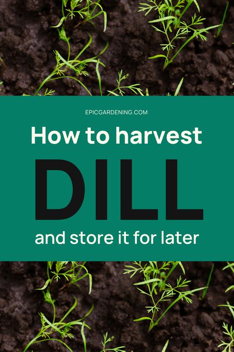 How To Harvest Dill, Harvesting Dill, Harvest Dill, Planting Dill, Growing Herbs At Home, How To Grow Dill, Dill Seeds, Canning Kitchen, Seed Starter Kit