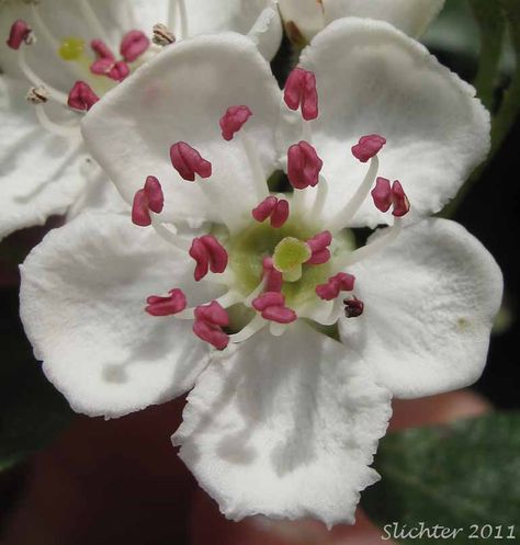 red+hawthorn+mqy+birth+flower | One-seeded Hawthorn, Common Hawthorn, English Hawthorn: Crataegus ... Common Hawthorn Flower Tattoo, Hawthorn Tattoo, Common Hawthorn, Hawthorne Flower, Hawthorn Flower, Crataegus Monogyna, Gresham Oregon, Robin Tattoo, Danielle Walker