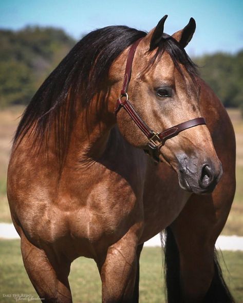 Nature Animal Tattoo, Buckskin Quarter Horse, Black Toes, Quarter Horse Stallion, Morgan Horses, Aqha Horses, Buckskin Horse, Gorgeous Horses, Reining Horses