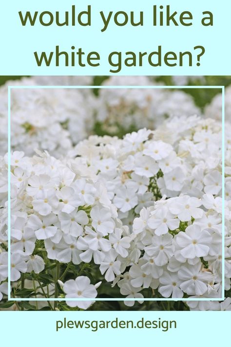 Design Tips and Ideas for creating a white garden or a white flower border A white garden filled with white flowers and flowering shrubs is many people’s dream garden. But how easy is it to achieve without the planting appearing bland? And are there white flowers for the winter months or would this be a summer garden only? Click the link to find out more & be inspired! White Flowers For Planters, White Perennial Flowers Full Sun, White Perennial Flowers, White Flowers Garden, White Flowering Plants, Perennial Ground Cover, Front Gardens, Front Garden Design, Landscaping Images