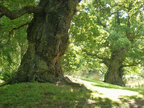 Forest Environment Photography, Environment Photography, Art For Walls, Walls Art, Oak Forest, Art Nouveau Art, Nouveau Art, Journal Art, Forest Photography