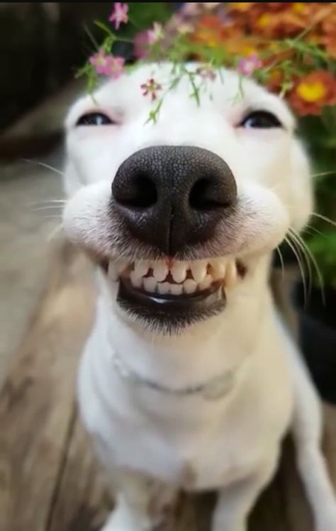 Stay Lifted My Friends.... Stay Lifted! Dog Smiling, Psy Chihuahua, Laughing Animals, Smiling Animals, Funny Animal Photos, Cute Dog Pictures, Silly Dogs, Funny Dog Pictures, Smiling Dogs