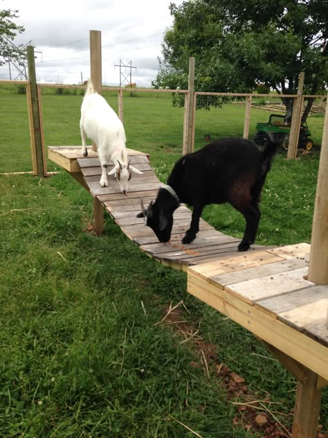 DIY - BILLY GOAT GRUFF BRIDGE    IMG_4089 Goat Playground, Goat Toys, Goat Shelter, Goat Pen, Farming Ideas, Goat House, Billy Goats Gruff, Pagoda Garden, Goat Care