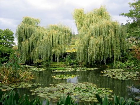 Monet's weeping willow trees and man made pond.  Giverny is about 75km from Paris, and there are day trips available.  Monet's home and gardens are beautiful and very inspiring. The little town of Giverny is old and still looks that way- it's very nice to stroll thru. Freetime Activities, Weeping Willow Tree, Weeping Willow, A Pond, Modern Dance, Willow Tree, Herschel Supply, Nassau, Nature Aesthetic