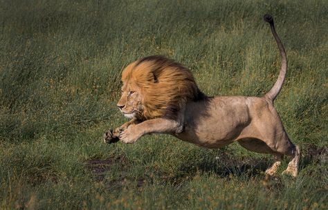 Lion Pouncing, Photography Club, Photo Club, Wildlife Photos, Mile High, Wildlife Photography, Tanzania, Lei, Feline