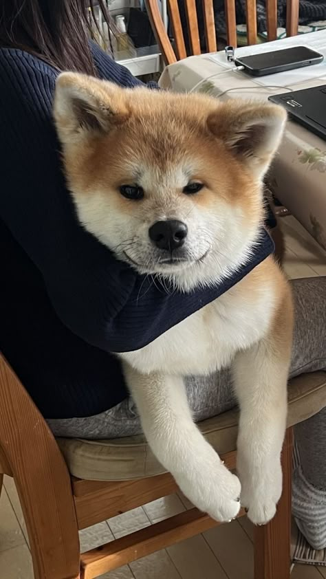 Akita Inu Puppy, Japanese Akita, Akita Puppies, Akita Inu, Akita Dog, Shiba Inu Dog, Super Cute Animals, Pretty Animals, Silly Animals