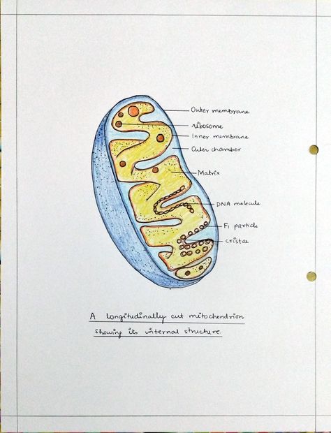 Cell Membrane Drawing, Mitochondria Drawing, Mitochondria Diagram, Stomach Diagram, Learning Biology, Human Eye Diagram, Eye Diagram, Biology Diagrams, Nurse Study