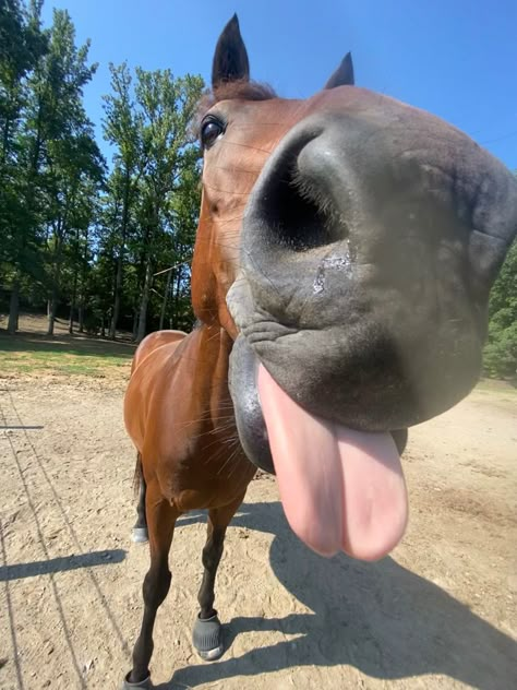 Horse Profile Pic, Cool Horse Pictures, Silly Horses Pictures, Horse Mane Styles, Goofy Horse, Funny Horse Pics, Horse Pfp, Horse Lunging, Smiling Horse