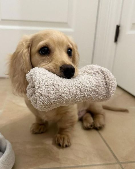 #dachshundslove #dachshunddivas #dachshundfamily #dachshunddog #dachshundbrasil #dachshundcross #dachshundfever #dachshundcentral #dachshundsofinstagrm #dachshundcommunity Awkward Humor, Cream Dachshund, Daschund Puppies, Dream Pet, English Cream, Cute Dogs Images, E T, Camera Angles, Cute Animals Puppies