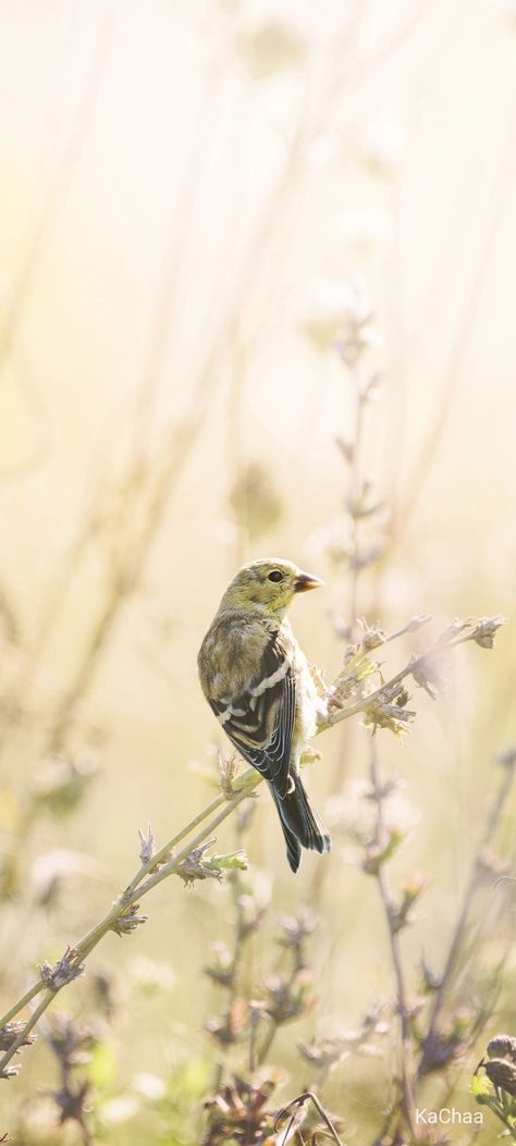 Unique Birds, Bird & Wildlife Houses, Screen Wallpapers, Love Bird, Yellow Bird, Bird Pictures, Lockscreen Wallpaper, Bird Photography, Wild Birds