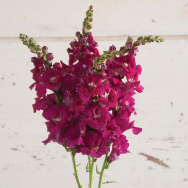 Purple Snapdragon, Snapdragon Flowers, Flower Farming, Plant Tags, Plant Spacing, Fresh Cut Flowers, Flower Display, Edible Flowers, Flower Farm