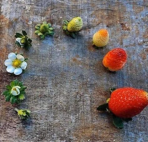 Satisfying Photos, What A Wonderful World, Strawberry Plants, Life Cycles, Strawberries, Beautiful Pictures, Cycling, Nutrition, Fruit