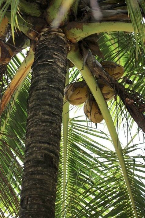 Aesthetic Coconut, Island Aesthetic, Water Sea, Beach Water, Island Life, Ocean Beach, Beach Life, Palm Trees, Summer Vibes