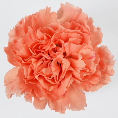 Hermes Orange Carnation Orange Carnations, October Is Here, Online Coffee Shop, Types Of Coffee Beans, Flower Elements, Carnation Flowers, Flowers To Make, Orange Wedding Flowers, Hermes Orange