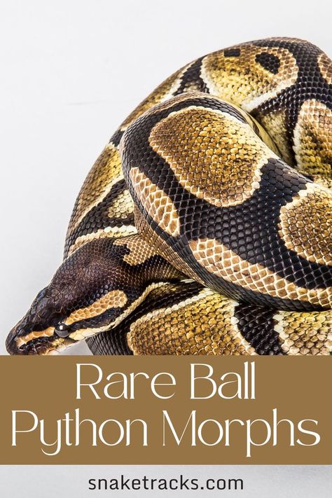 Rare ball python morphs are just that, rare. Below we cover 13 ball python morphs that are classified as rare at the moment. There are countless ball python morphs out there. Almost all of these morphs are a mix of one or more basic morphs (such as banana, piebald, champagne, and many more). In this article, we will look at several sought-after rare ball python morphs. Before we get started, we need to learn a bit about the ball python and why it is so popular as well as what morphs are. Ball Python Enrichment, Rare Ball Python Morphs, Ball Python Spider Morph, Banana Ball Python Morphs, Pretty Ball Python Morphs, Snake Care, Ball Python Care, Banana Morph Ball Python, Hognose Snake