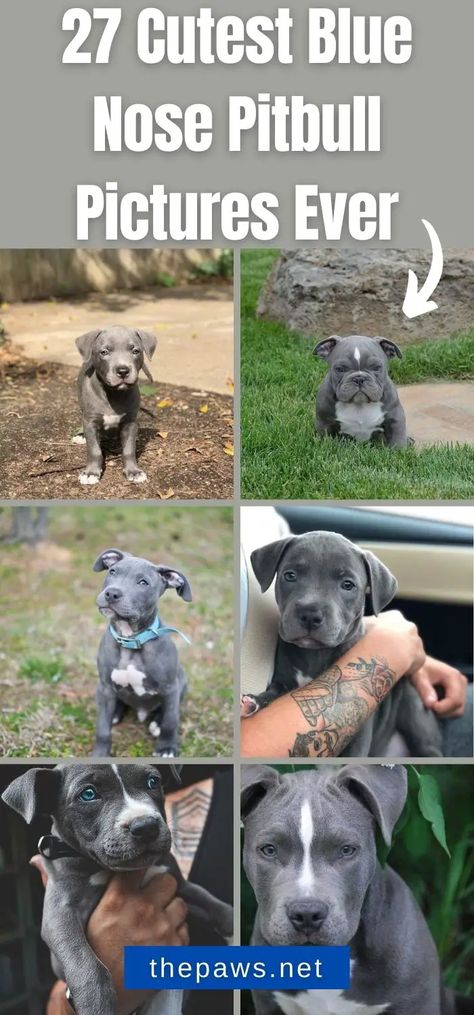 You might ask yourself, "Is there such thing as Blue Nose Pitbull?" As unusual it may sound, but they do exist. Here are 27 photos of them! Bluenose Pitbulls, Blue Pitbull Puppy, Grey Pitbull Puppies, Blue Staffy Puppy, Grey Pitbull, Pitbull Lab Mix, Pit Bull Puppies Blue, Blue Nose Pitbull Puppies, Cute Pitbull Puppies