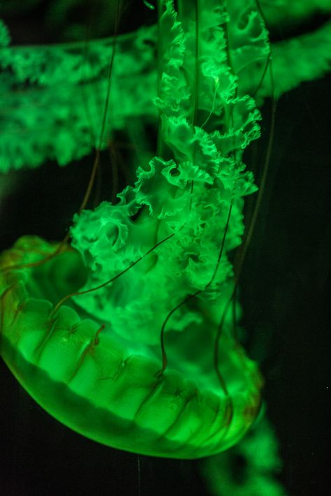 Godzilla Pfp, Green Jellyfish, Deep Sea Jellyfish, Jellyfish Aesthetic, Jellyfish Photo, Aesthetic Jellyfish, Jellyfish Pictures, Jellyfish Photography, Octopus Painting