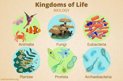 Kingdoms of Life in Biology 6 Kingdoms Of Life, 5 Kingdoms Of Living Things, Living Things Drawing, Kingdoms Of Living Things, Taxonomy Biology, Biology Topics, Environmental Biology, Campbell Biology, Science Infographics