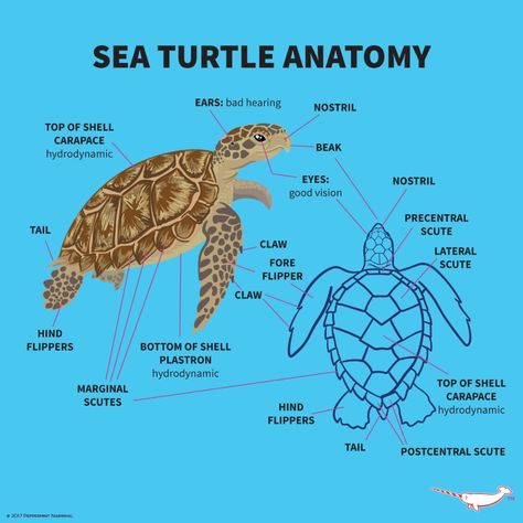 Anatomy Of A Turtle, Turtle Anatomy Drawing, Sea Turtle Anatomy, Marine Biology Wallpaper, Ocean Anatomy, Turtle Anatomy, Sea Facts, Sea Turtle Facts, Oceanography Marine Biology