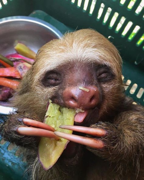 Animals Eating Food, Sloth Eating, Pictures Of Sloths, Sloth Facts, Sloth Drawing, Costa Rica Animals, Animal Eating, Animal Rescue Center, Endangered Wildlife