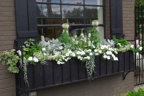 White Window Boxes, Window Box Flowers, Balcony Plants, Garden Windows, Moon Garden, Garden Containers, Window Boxes, Have Inspiration, White Gardens