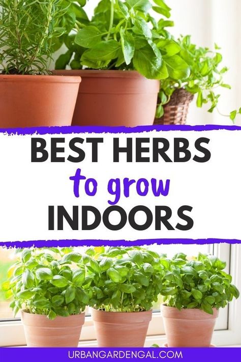 Herbs To Grow Indoors, Best Herbs To Grow, Easy Herbs To Grow, Herbs To Grow, Growing Herbs Indoors, Indoor Vegetables, Grow Herbs, Indoor Herb, Herb Gardening