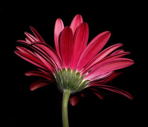 Under a Gerbera Daisy at Night | Baldwin, NY - May 4, 2012 | Flickr Daisy Photo, Gerbera Daisy, My Flower, At Night, Floral Arrangements, Daisy, Science, Wall Art, Plants