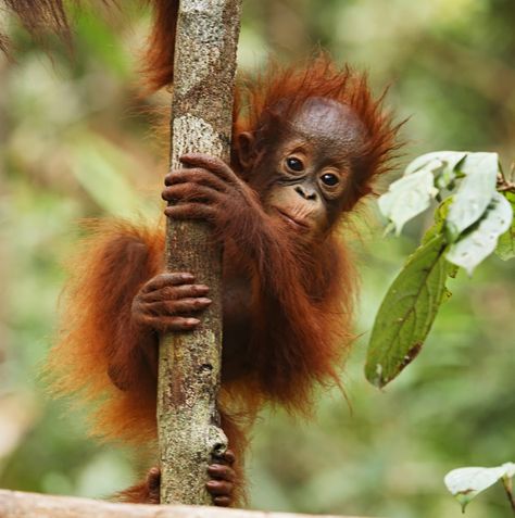 Orangutan baby Borneo Rainforest, Baby Orangutan, Rainforest Animals, Great Ape, Cute Monkey, Endangered Animals, Baby Monkey, Primates, Animals And Pets