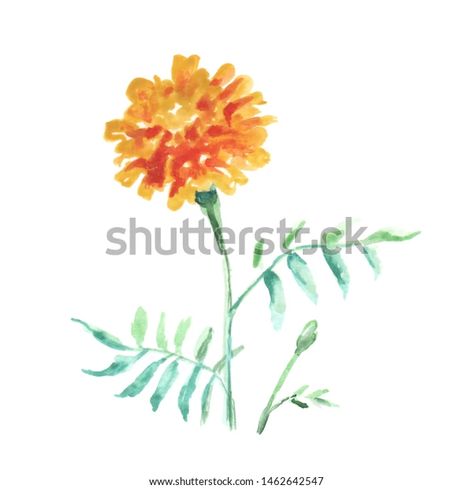 Single Flower French Marigold Watercolor Drawing Stock Illustration 1462642547 Marigold Flower Watercolor, Marigold Watercolor Painting, Watercolour Marigold, Watercolor Marigolds, Marigold Watercolor, Watercolor Marigold, French Marigold, Floral Drawings, October Ideas