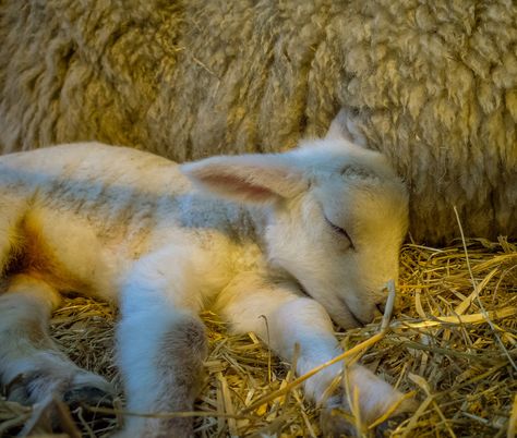 Cute Lamb, Baby Sheep, Baby Lamb, Sheep And Lamb, Cute Sheep, A Sheep, Baby Goats, Cute Animal Pictures, Sweet Animals