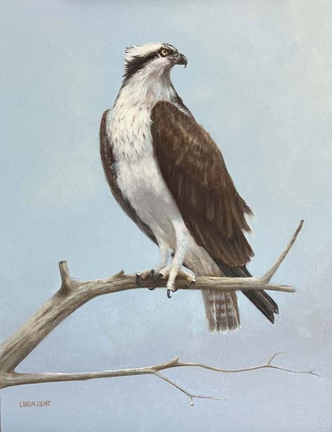 Osprey Bird Painting, Osprey Painting, Osprey Art, Osprey Drawing, Osprey Tattoo, Osprey Bird, Trinity Tattoo, 2023 Tattoo, Tiny Tats