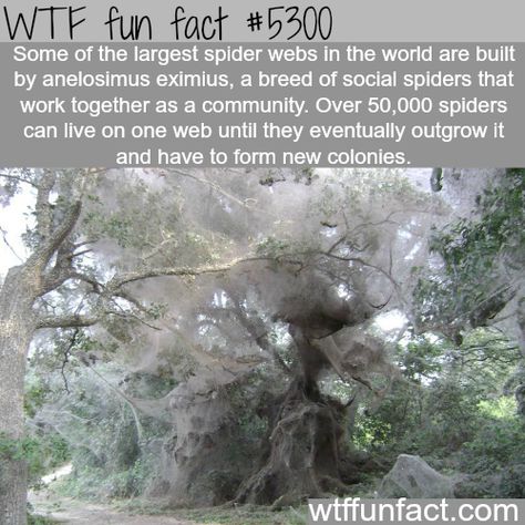 WHOA! ...Largest spider webs - NOPE! Jus NOPE!  ~WTF NOT-a-fun fact!  FIRE, Kill them all with Fire! Nope Spider, Spider Facts, Spider Fact, Nightmare Fuel, Large Spiders, Facts Funny, Creepy Facts, Spider Webs, Dc Memes