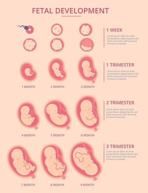 Trimester Chart, Pregnancy Chart, Prenatal Development, Biology Diagrams, Midwifery Student, Pregnancy Affirmations, Biology Projects, Human Embryo, Pregnancy Progression