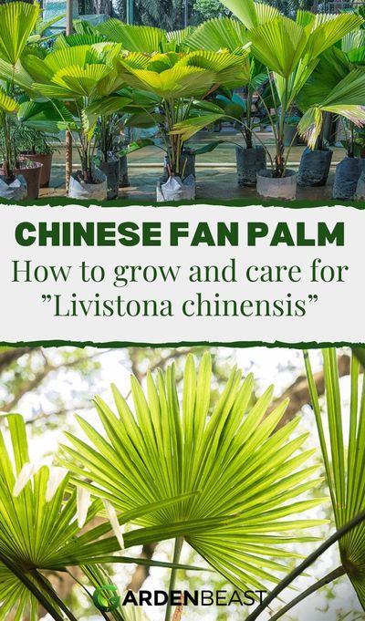 The Chinese Fan Palm is native to southeastern Asia, It is also popular in the United States, South Africa, and other subtropical parts of the world, where it is grown as an ornamental tree.The Chinese Fan Palm can also become a weed in highly humid environments such as the Florida wetlands or Hawaii. Nonetheless, this palm’s rich, cascading foliage makes it the desired plant in many gardens | chinese fan palm care | indoor chinese fan palm | indoor palms #gardenpalms #chinesefanpalmindoorcare Fan Palm Plant, Chinese Fan Palm Indoor, Chinese Palm Plant, Palm Care Indoor, Palm Plants Outdoor, Pergola Landscape, Fan Plant, Hawaii Plants, Indoor Palm Plants