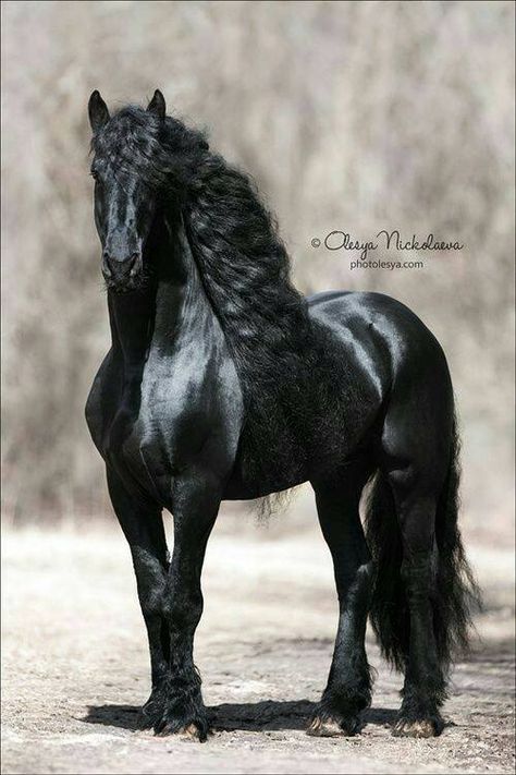 . Black Horse, Long Hair, Trees, Running, Hair, Black