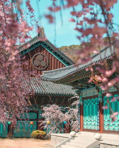 Linda | German Traveler on Instagram: “Here's another great place for cherry blossom hunting to add to your list: Gakwonsa Temple in Cheonan! This temple boasts a variety of…” Cheonan, Best Places To Travel, Travel Bucket List, Great Places, Big Ben, Travel Blogger, Places To Travel, Cherry Blossom, Temple