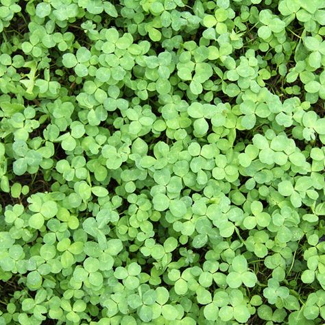 Dutch White Clover Lawn: How (and why) to Plant One - Lawn Chick White Clover Lawn, White Dutch Clover, Clover Lawn, Clover Seed, Planting Grass, White Clover, Tips For Success, Soil Layers, Large Yard