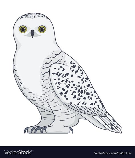 Snowy Owl Illustration, White Owl Drawing, Snowy Owl Drawing, Arctic Owl, White Background Cartoon, Owl Paper, Background Cartoon, Snow Owl, Paper Owls