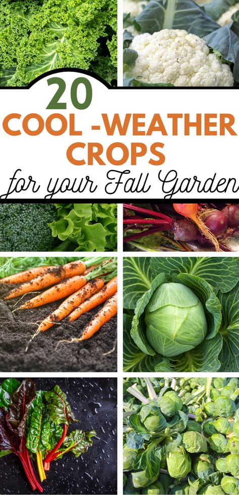 Fall gardens can be just as prolific as your summer garden, and there is an abundance of vegetables that grow well in your fall garden. These 20 cool-weather crops do exceedingly well for fall gardening, surviving and thriving as the temperatures dip lower. Many of these vegetables are frost-tolerant as well. What Veggies To Plant In Fall, What To Plant In Winter Vegetable Garden, Fall Garden Vegetables Arkansas, Fall Gardening In Zone 5, Fall Plants Vegetables, Best Fall Garden Plants, Food To Plant In The Fall, Growing Vegetables In Sunroom, Planting Fall Vegetables