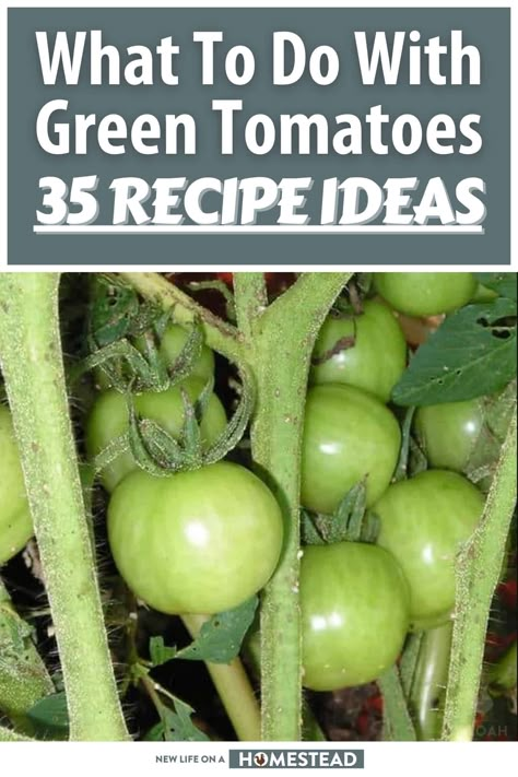 Green Tomato Gravy, Green Tomato Dessert Recipes, Freeze Green Tomatoes, What To Do With Green Tomatoes, Canned Green Tomato Recipes, Green Tomatoes Recipes, Turkey Fillet Recipes, Fried Green Tomatoes Recipe Easy, Canning Green Tomatoes