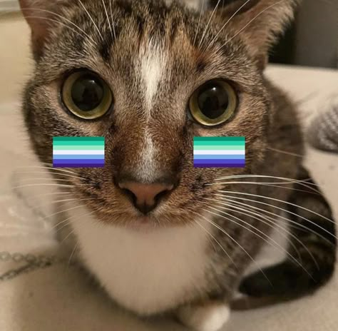 Trans Cat Pfp, Gay Flag Aesthetic, Pride Animals, Icons Lgbt, Lgbt Humor, Pride Icons, Lgbtq Funny, Gay Flag, Gay Pride Flag