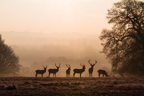 a herd of deer are silhouetted as the sun rises behind them. Demonstrating the planning a professional photographer goes through Herd Of Deer, Hunting Photography, Deer Photography, A Beautiful Morning, Deer Painting, Morning Mist, Painting Art Lesson, Animal Totems, Landscape Artist