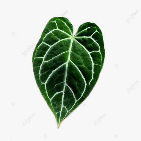 Crystallinum Anthurium, Anthurium Tattoo, Collage Plants, Green Anthurium, A Level Art Themes, Anthurium Crystallinum, Betel Leaf, Leaf Png, Tropical House Plants