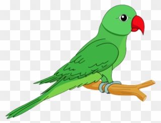 Picture Of Parrot, Parrot Images, Parrot Pictures, Parrot Photo, Parrot Clipart, Parrot Drawing, Peacock Pictures, Green Background Video, Screen Video