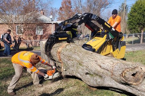 A1 Tree Services, If you are looking Tree Removal Services for Tree Demolition and Residential Tree Removal Services then come to us and get Services  at  Scotch Plains. Arborist Gear, Tree Removal Service, Tree Felling, Tree Removal, Tree Service, Tree Trimming, Tree Care, Chainsaw, Scotch